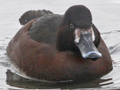 Ferruginous Duck x Greater Scaup hybrid